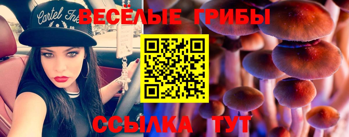 Абакан  где можно купить наркотик  Вход с VPN  Галлюциногенные грибы MAGIC MUSHROOMS  Галлюциногенные грибы Psilocybine cubensis 